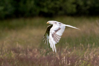 Leucistic Red Kite