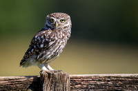Little Owl