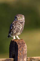 Little Owl