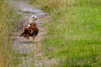 Red Kite